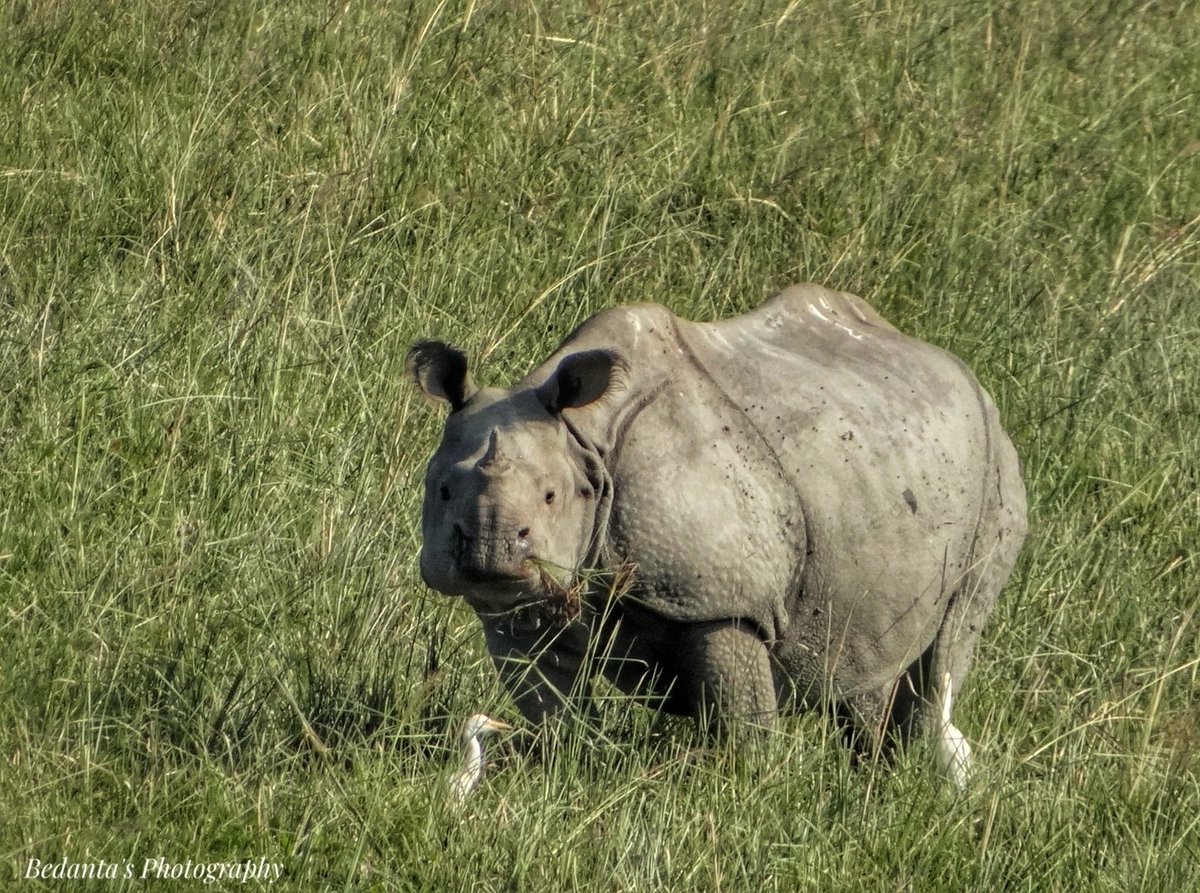 Pride of Assam ❤️
Pobitora Wildlife Sanctuary
@NorthEast8India @guwahaticity @theghytimes