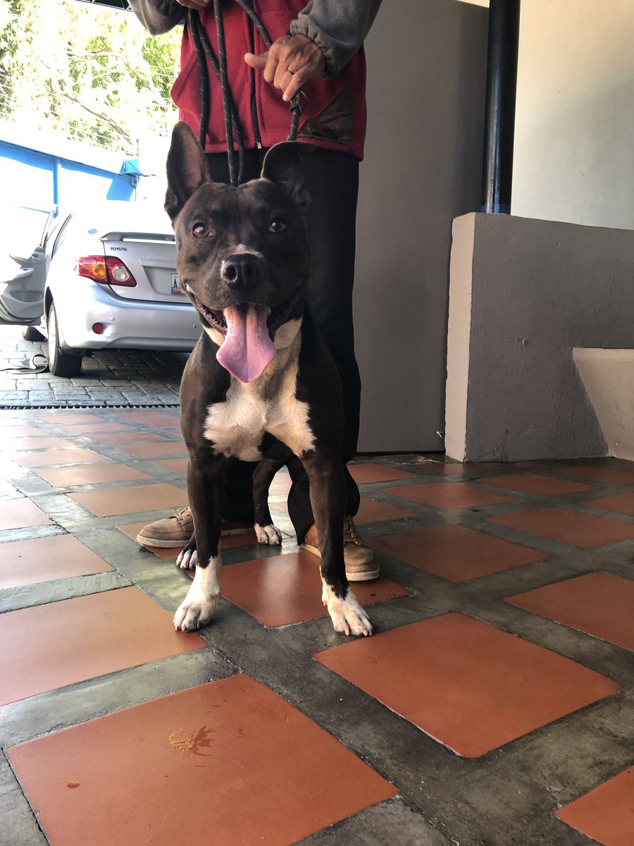 Me conseguí este precioso en la carretera Baruta - El Hatillo y estoy a esto 👌🏾 de quedármelo. Pero porfa hagan RT para que su dueño lo consiga