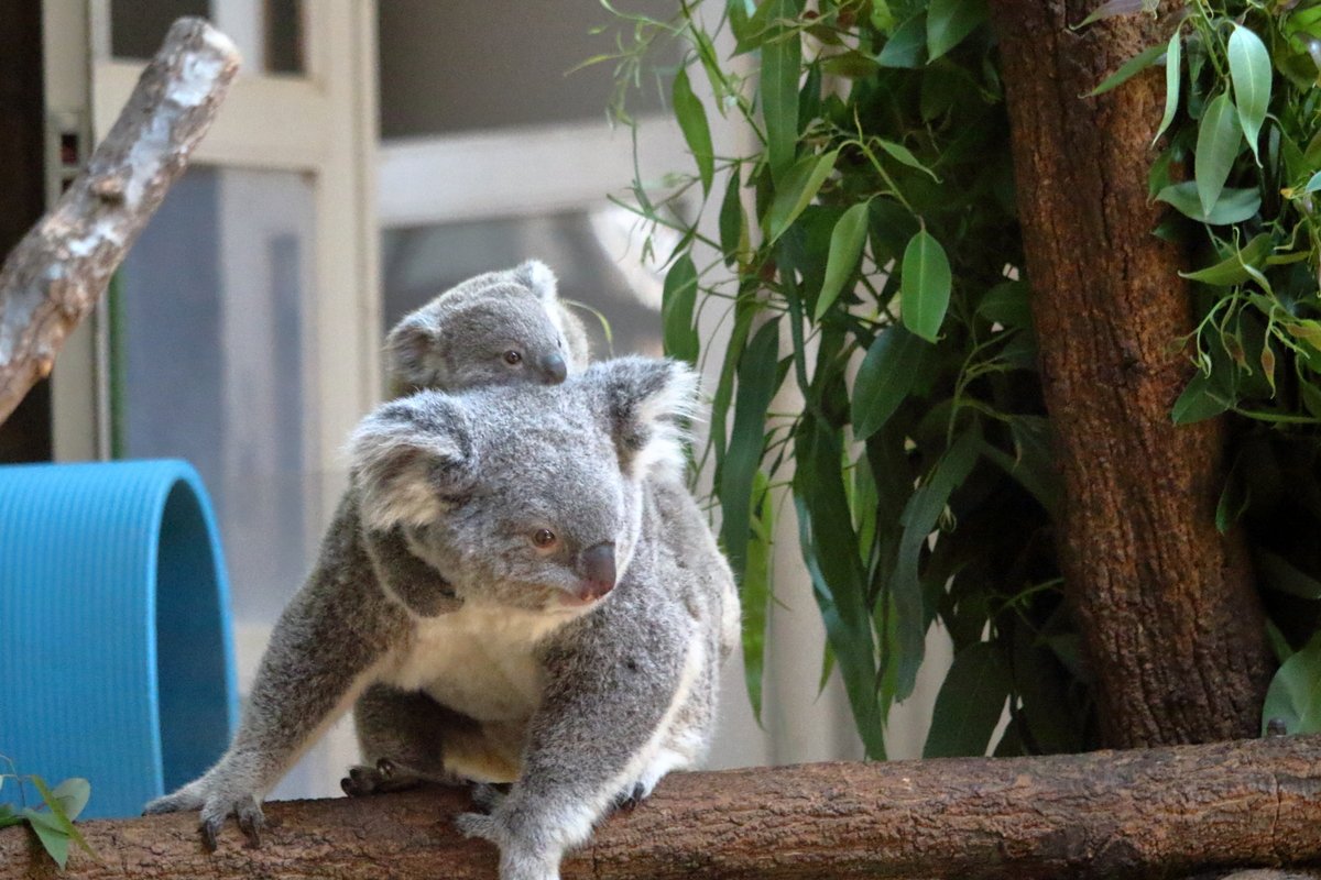 アワビか ホタテか V Twitter 今金沢動物園にいるチャーリーだけど 大人になってもお母さんに似てる って感じ