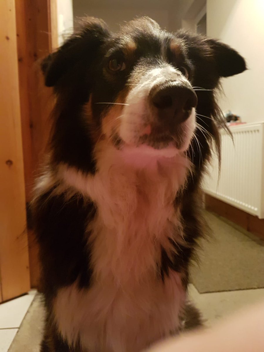 PJRyan_'s tweet photo. Missing dog. Please share.
Captain is a collie sheepdog, 7 years old, male missing Killenaule Area, Co. Tipp on Thursday last. He is extremely shy, wary and nervous of people, he may run away if approached. Best just ring me. Reward being offered. 
Eve 087-6595516 or 052-9157983 https://t.co/SrtNrUOE6P