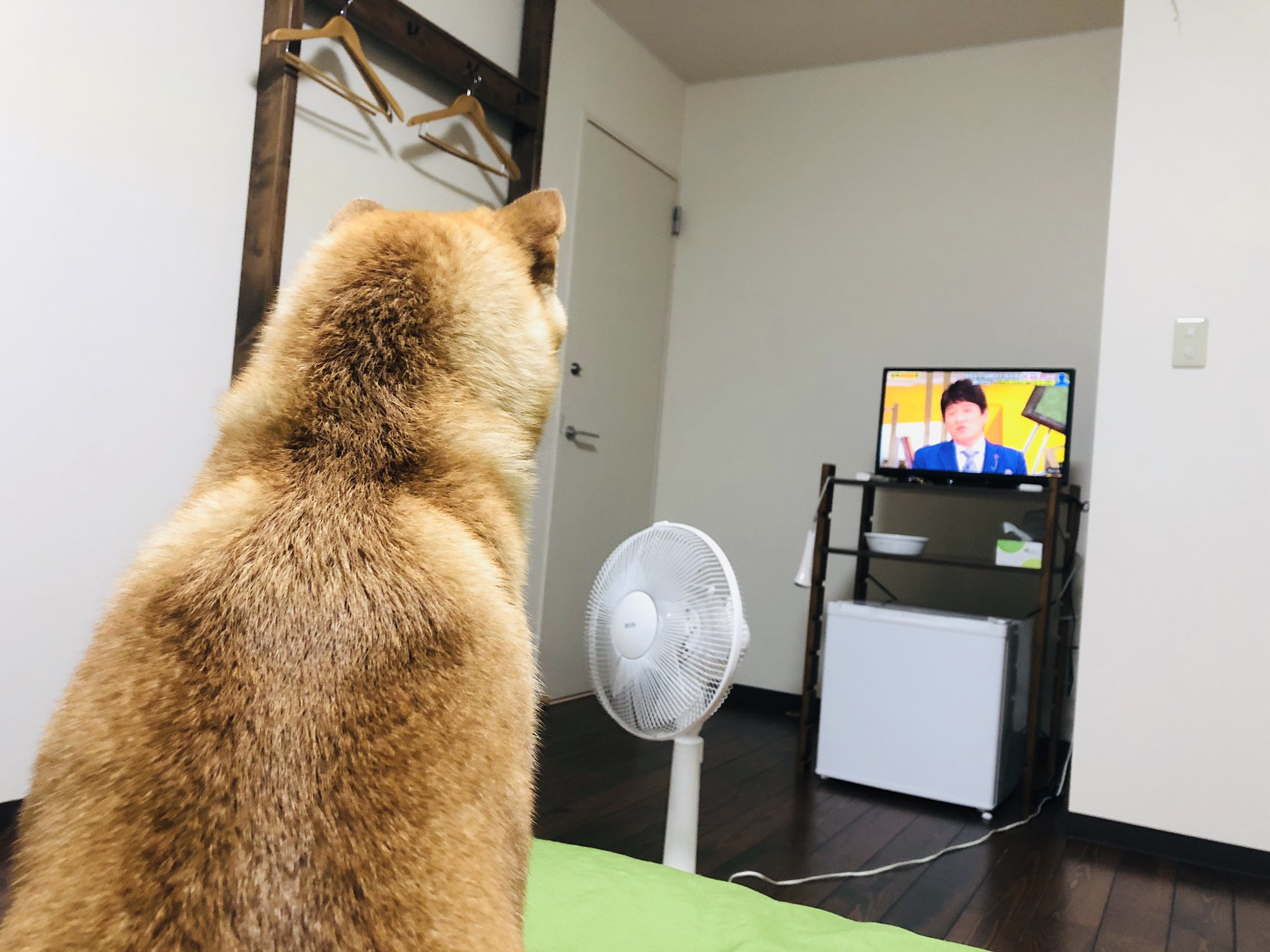 柴犬あさ テレビ大好き犬 旅行先でもじっと見る 明日に備えて寝ましょう T Co Nhvq2oshju Twitter