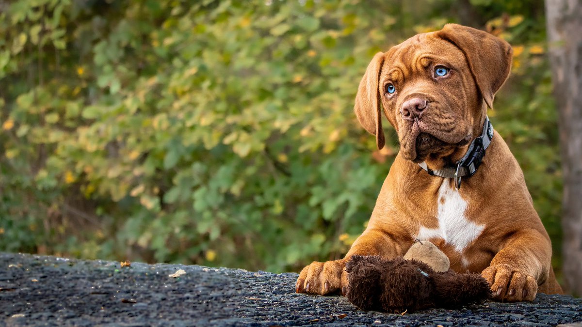Happy Dog Island (@happydogisland) / Posts / X