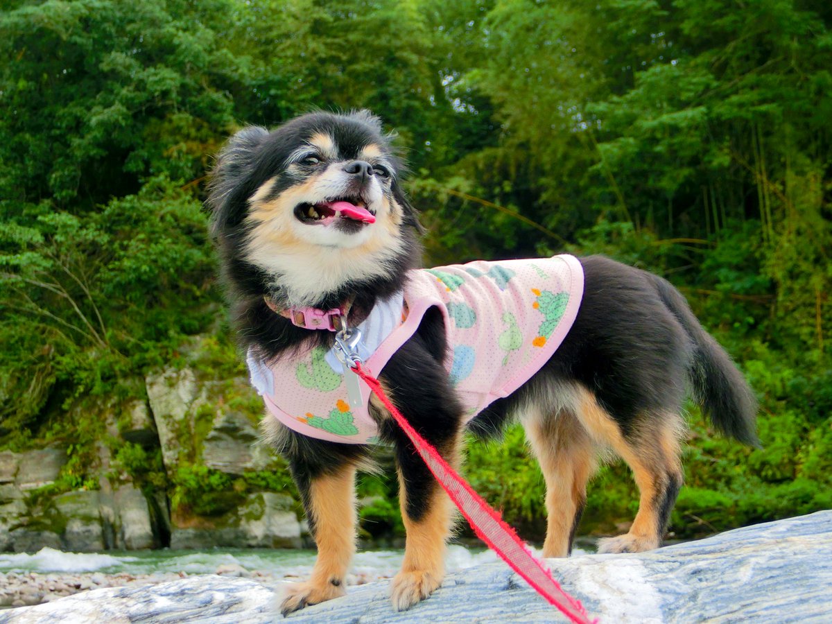 atelier_athome's tweet photo. こんばんは✨

長瀞で愛犬と散歩🐶☺️

忙しかった日々が、少し落ち着いてきました💦

みなさま、明日からの新しい週に備えて、ゆっくり休んで下さいね☺️✨

#CASIO #エクシリム　#ZR200 #チワワ　#長瀞 https://t.co/jnF4iFg67X
