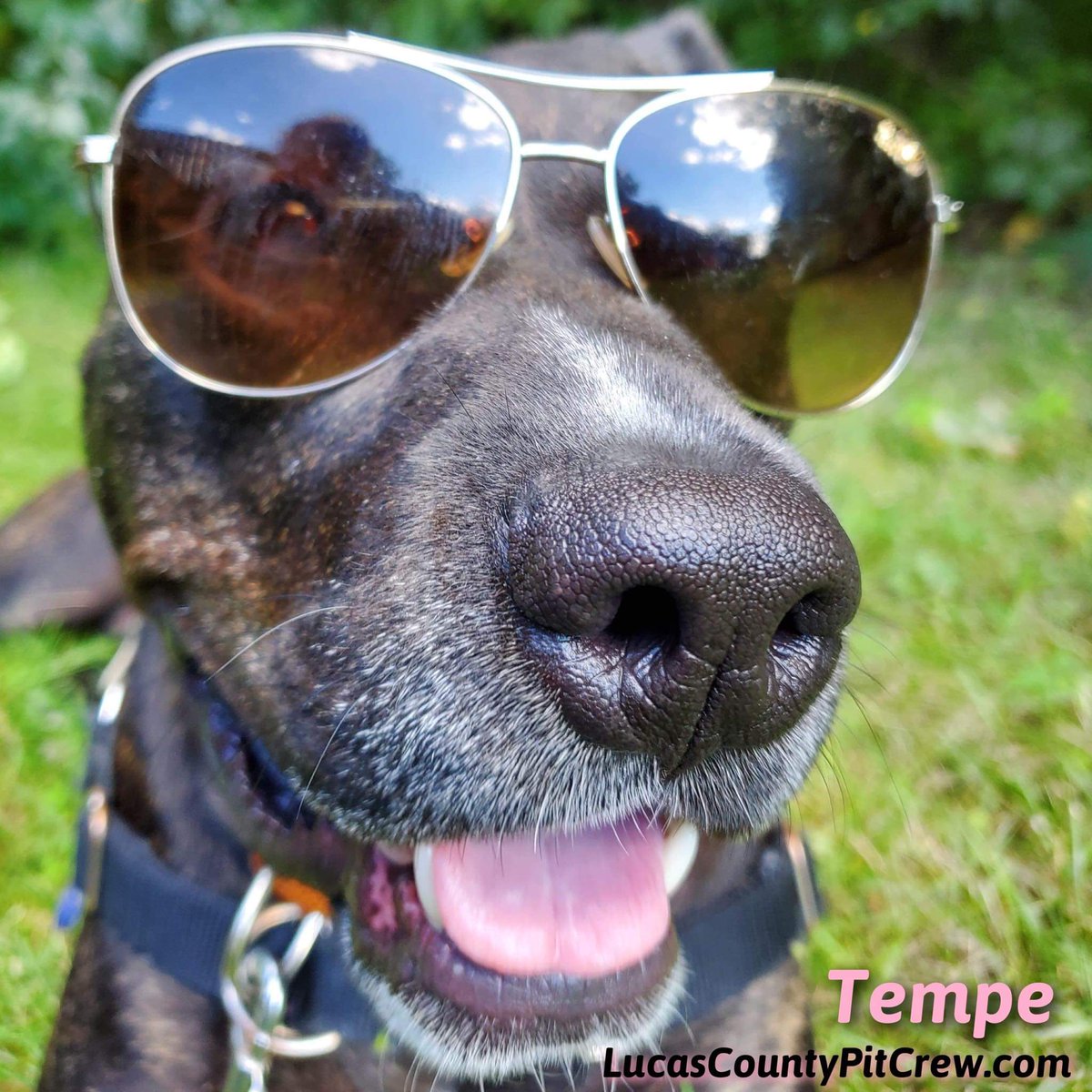 LCPitCrew's tweet image. Rocking summer Sundays! ADOPT