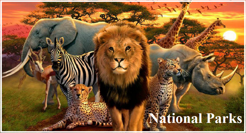 National park is an area which is strictly reserved for the betterment of the wildlife & biodiversity, and where activities like developmental, forestry, poaching, hunting and grazing on cultivation are not permitted. Their boundaries are well marked and circumscribed.