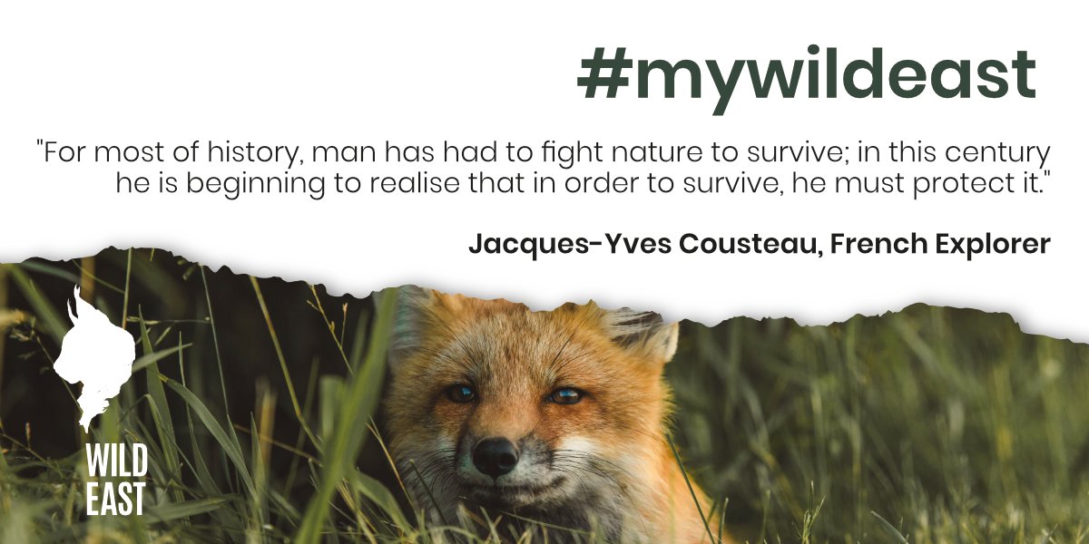 “For most of history, man has had to fight nature to survive; this century he is beginning to realise that in order to survive, he must protect it.” 

― Jacques-Yves Cousteau, French Explorer

#mywildeast