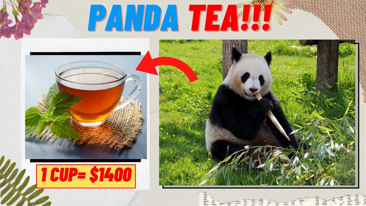Top5FactsDaily1's tweet photo. Most Expensive Tea Made from Panda Dung!!! Please watch the video, from the link below: https://t.co/bRxGYOkXg8
.
.
.
.
.
.
.
#tea #pandatea #panda #mostexpensivetea #coffee #mostexpensive #teatime #teaparty #teaandseasons #bamboo #facts #top5factsdaily https://t.co/2Zxe6m0KiX