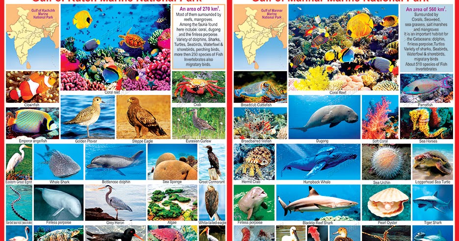 Dominant FaunaGangetic Dolphins, Giant Crabs, Ray Fish, rarely found Balooga whales, Giant Leather Back Turtles, Horn Fish, colorful corals and sponges, giant sea anemone, jelly fish, sea horse, octopus, pearl oyster, Portuguese man of war, starfish, dolphin, shark etc.