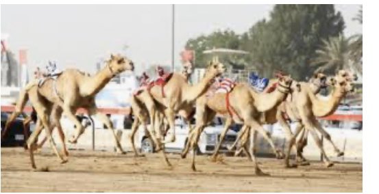 ابشروا يا اهل الهجن بالخير قرارات قادمة بإذن الله تسر ملاك ومضمري الهجن #الخيرقادم