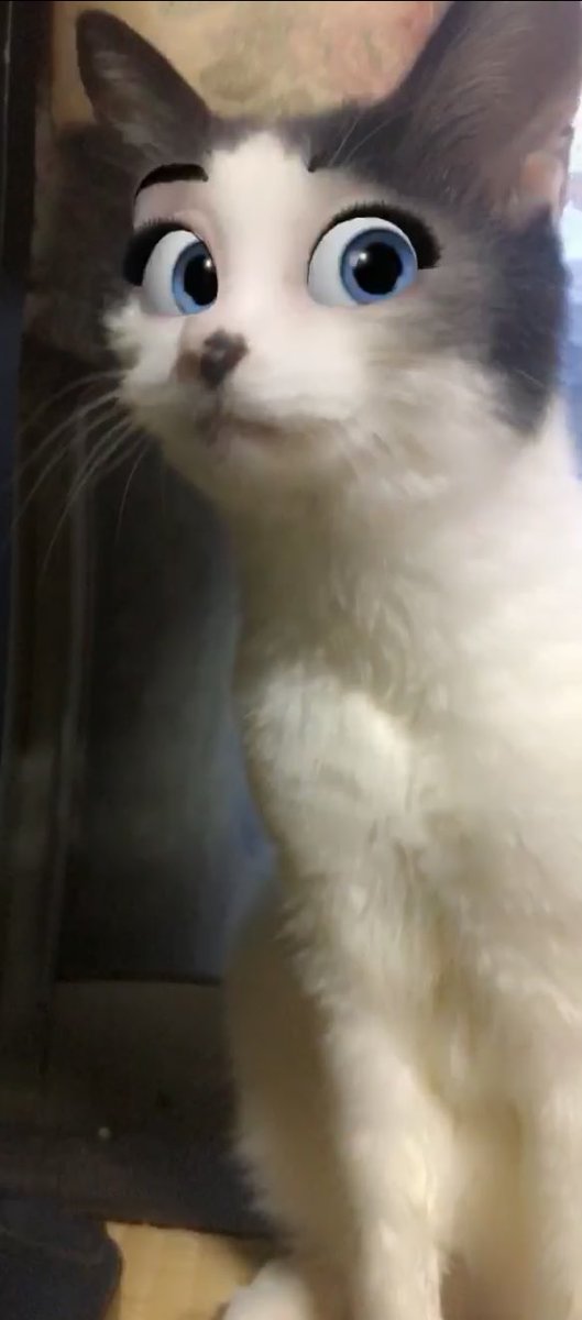 Kakacy カカシィ Twitterren クララが加工アプリでモリモリになったので載せておきます 怖いです デズニーアニメに出てきそうな目をしてます Cartoonface Snapchat 猫 愛猫 猫の居る暮らし Cat T Co X5mrbdoitx Twitter