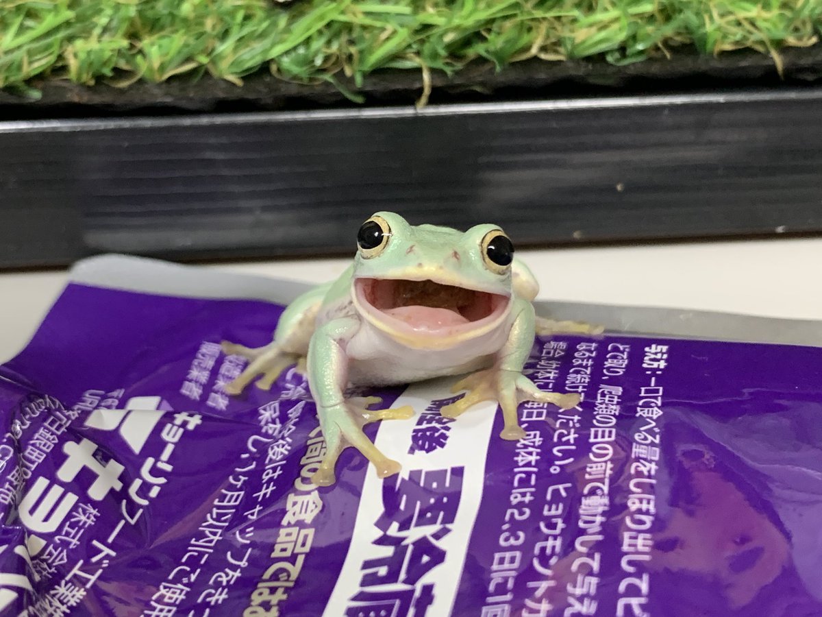 ぴよ カエルと暮らす どんなに大きな餌でも丸呑みにしてやろうという精神を感じます