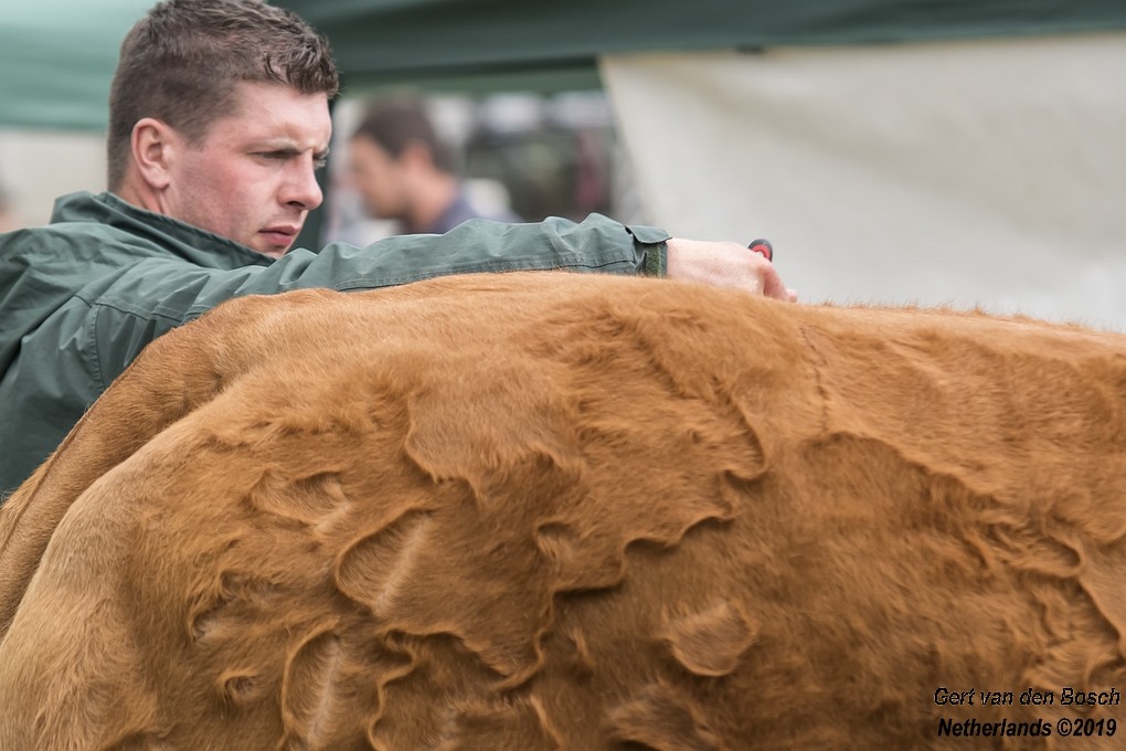 Brush until you drop #UKtrip2019 <a href="/MidSomersetShow/">Mid-Somerset Show</a> <a href="/plumpuddingpigs/">Plum Pudding Pigs</a>