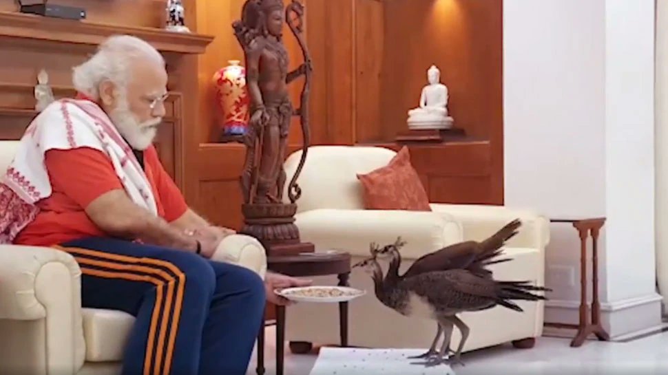 JayakodiBjp's tweet photo. கிருஷ்ண பகவான் மயில் இறகை தனது தலை கிரீடத்தில் செருகி வைத்துள்ளார். முருகன் கடவுளின் வாகனமாக மயில் சித்தரிக்கப்படுகிறது. இதேபோல் புத்த மதத்திலும் மயில் அறிவு சார்ந்ததாக வர்ணிக்கப்படுகிறது. அடுத்து மயிலின் பெருமை என் தலைவருடன்... https://t.co/Fqlwm9yg17