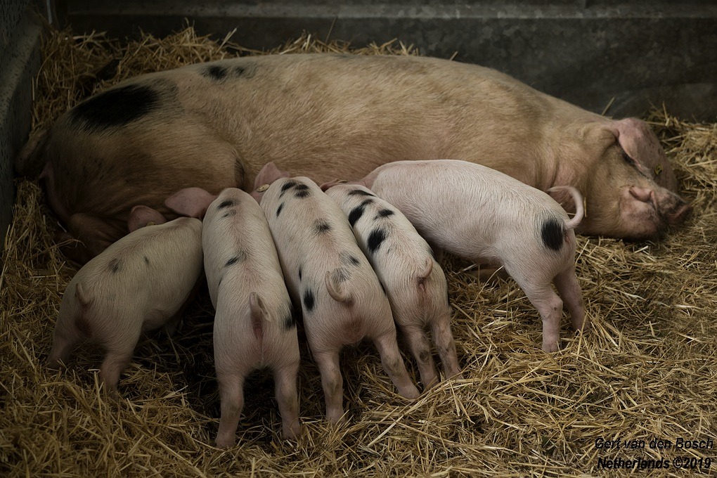 GOS pigs <a href="/MidSomersetShow/">Mid-Somerset Show</a> 2019 #UKtrip2019