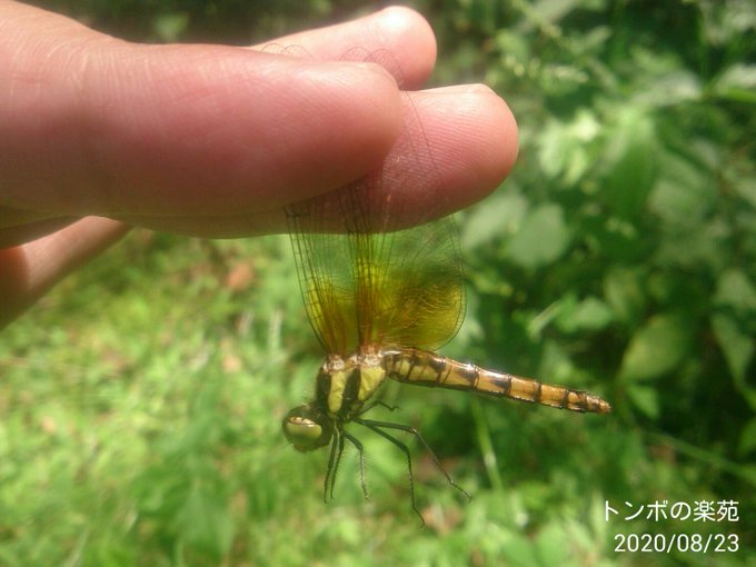 オニヤンマのtwitterイラスト検索結果