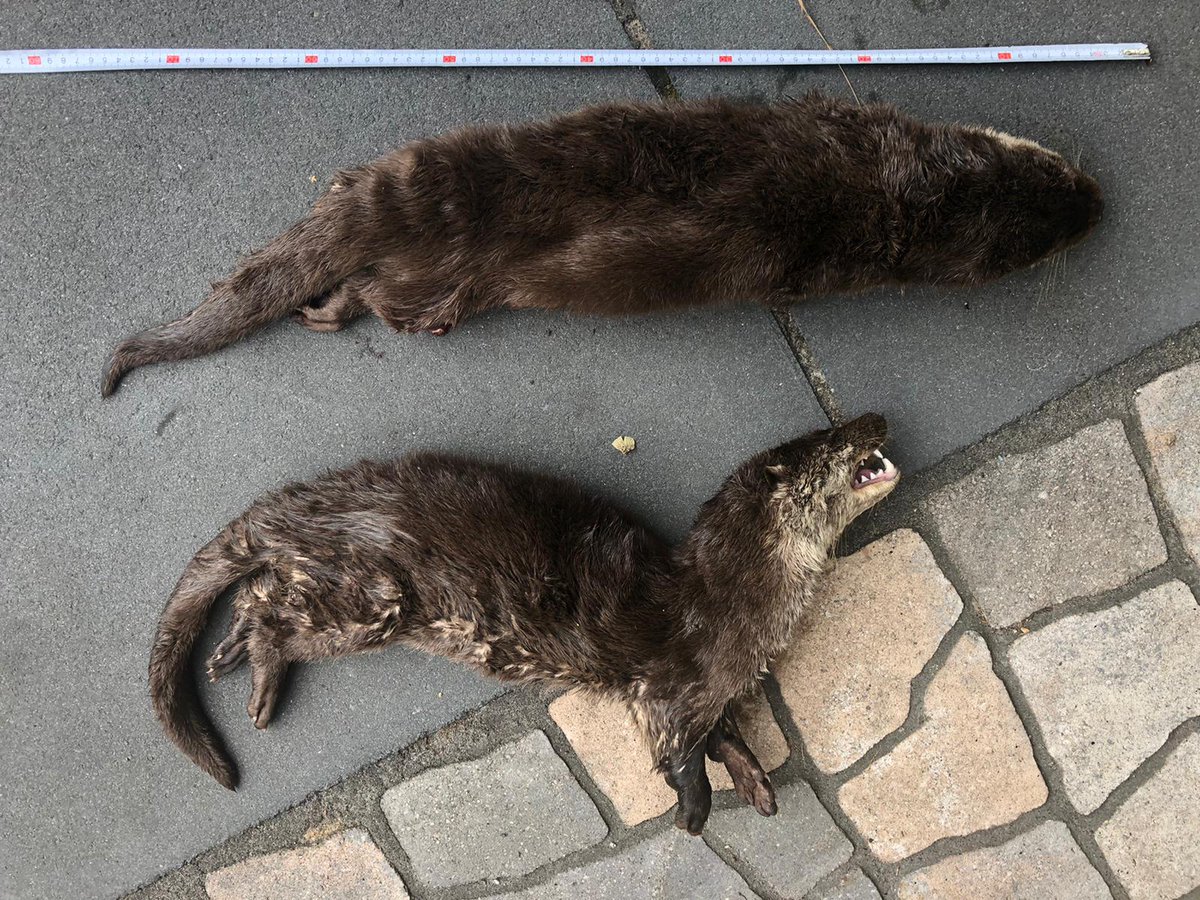 Helaas, vanochtend weer 2 doodgereden (jonge) otters opgehaald. Dit keer weer tussen Hardenberg en Lutten. Deze twee waren in Overijssel dit jaar alweer de 21 en de 22e  verkeerslachtoffers. 
Het wordt tijd dat hier eens serieus naar wordt gekeken! <a href="/ProvOverijssel/">Provincie Overijssel</a>  <a href="/Vechtstromen/">Vechtstromen</a>