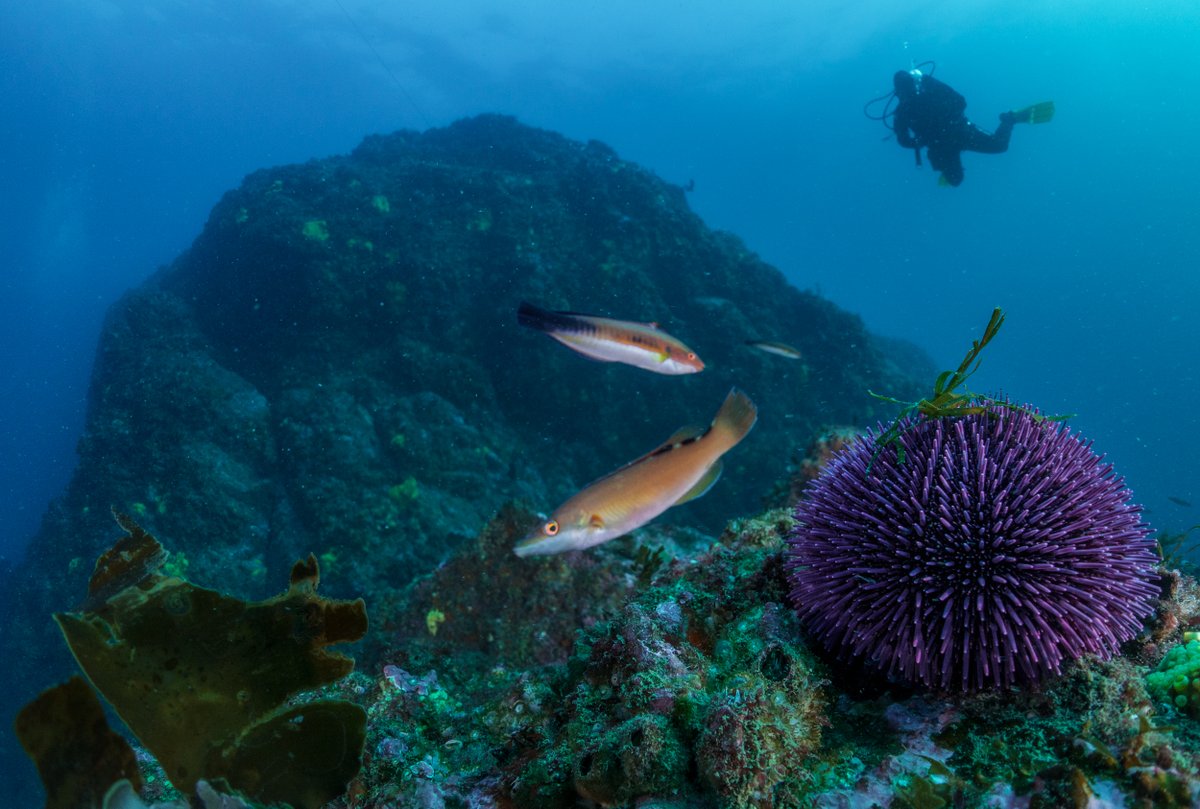 Cristian_Vortex's tweet photo. Nunca pido RT pero gustaríame que este tweet chegara a moita xente.
Este verán fixen prácticas en @Maremasma . Son unha pequena empresa na mariña que apostan polo ecoturismo e a conservación. 
Dan cursos de surf,vela,buceo, rutas en kayak,paddle surf,saídas en barco pola costa... https://t.co/cLUCURA8b3