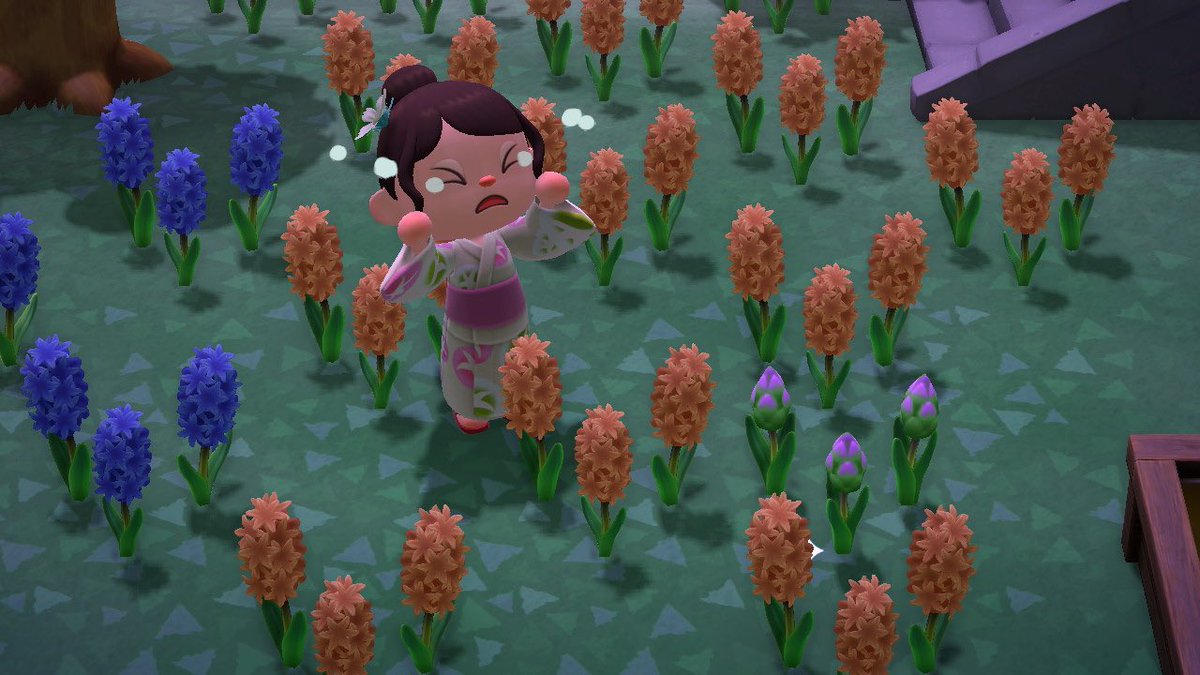 紫のヒヤシンス Twitter Search Twitter