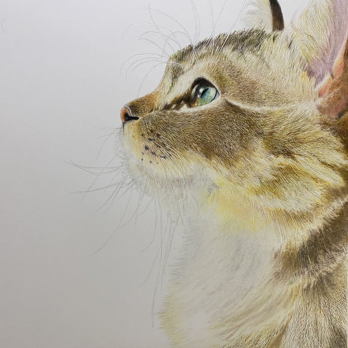 原画】『シンディー』（猫 シンガプーラ 絵画 パステル画） 【公式通販】