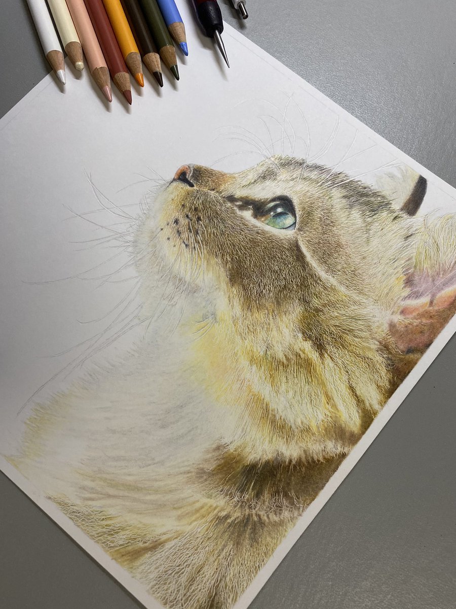 色鉛筆で40時間程かけて猫を描きました_✍ 沢山の方に見てもらいたい