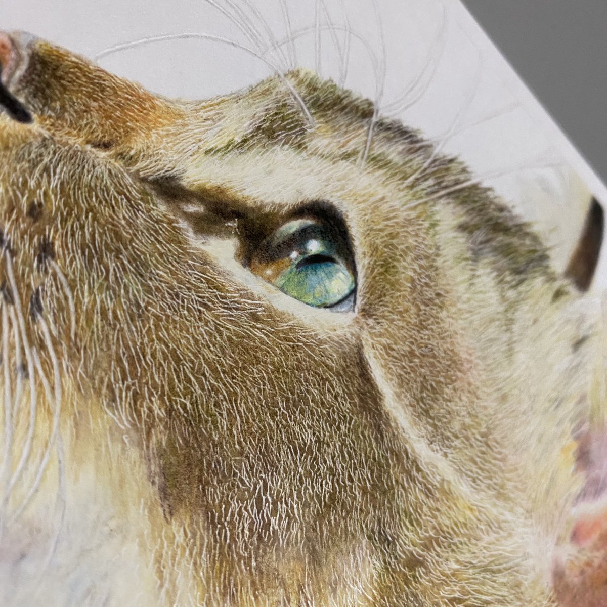 色鉛筆で40時間程かけて猫を描きました_✍ 沢山の方に見てもらいたい