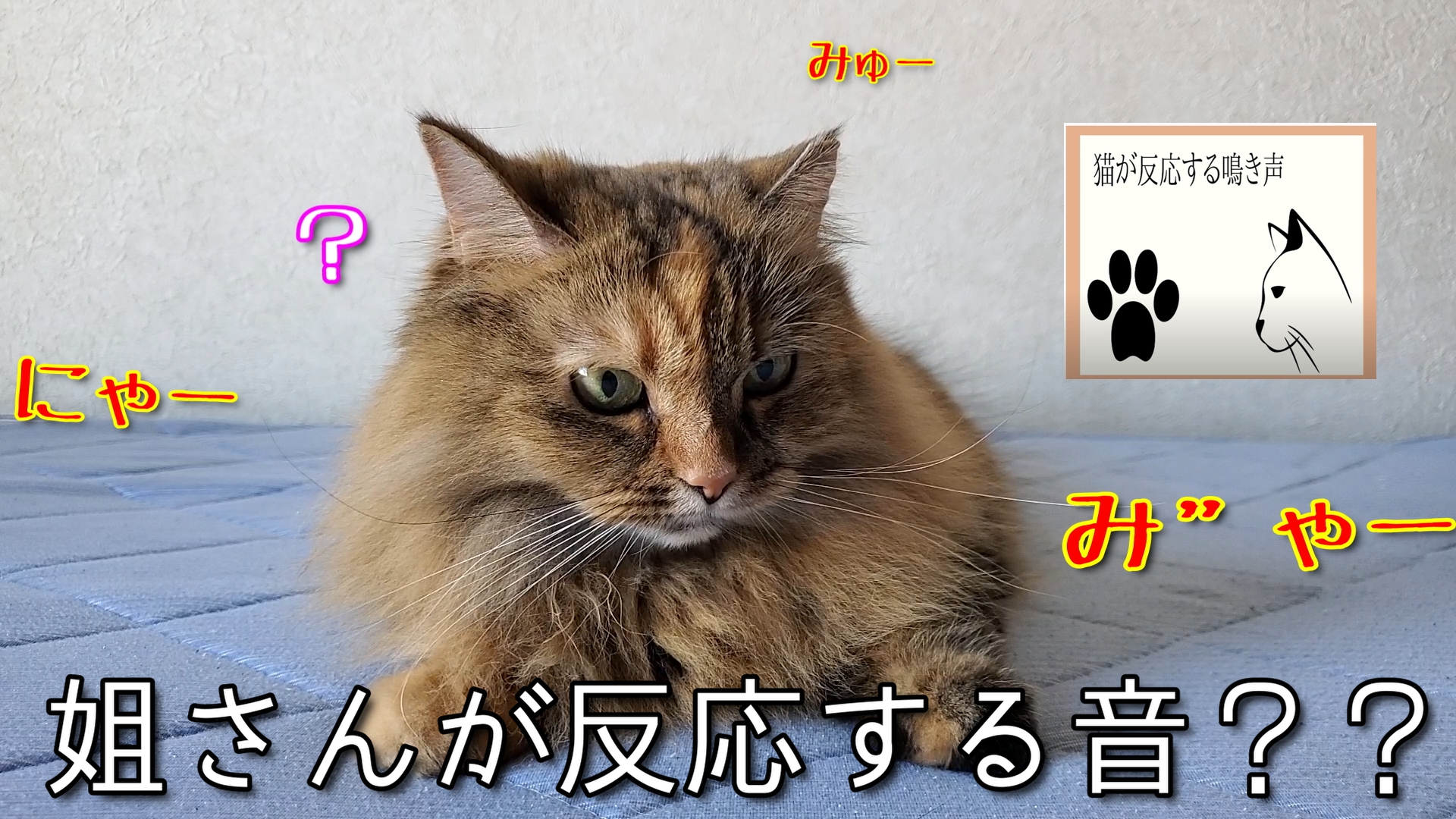 猫が反応する音 Twitter Search Twitter