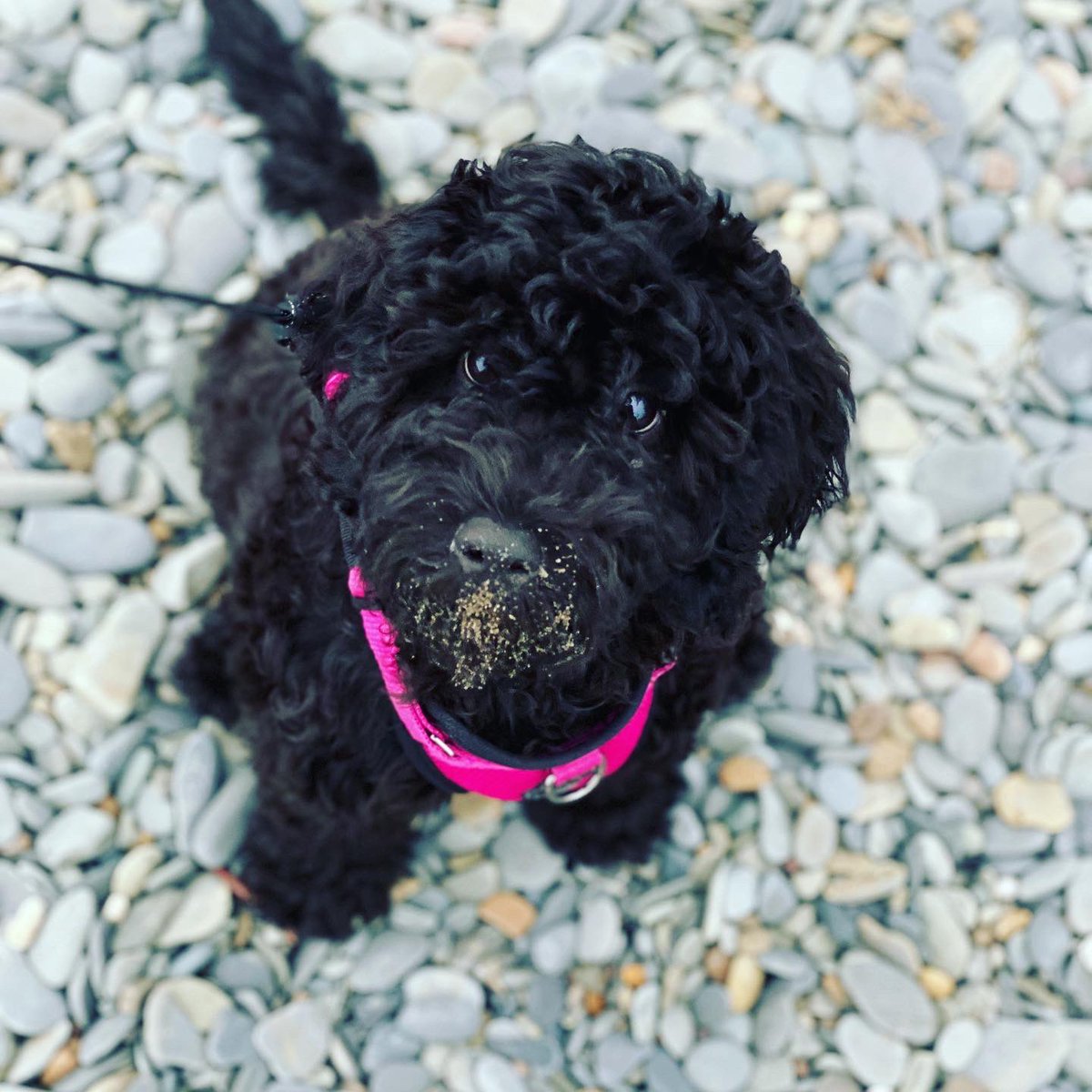 _Sarah_Hughes_'s tweet photo. Have been away enjoying our favourite family place in Wales, time by the sea! We had peak #puppy cuteness, sharing for all the feels! #LunatheCockapoo โค๏ธ https://t.co/BH0bytzMLP