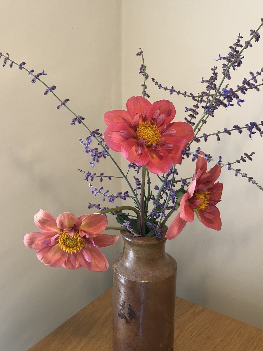 Wind damage gives me an excuse to enjoy some Strawberry Bonbons inside today! #DahliaLove #dahlias #cutflowers #cuttinggarden