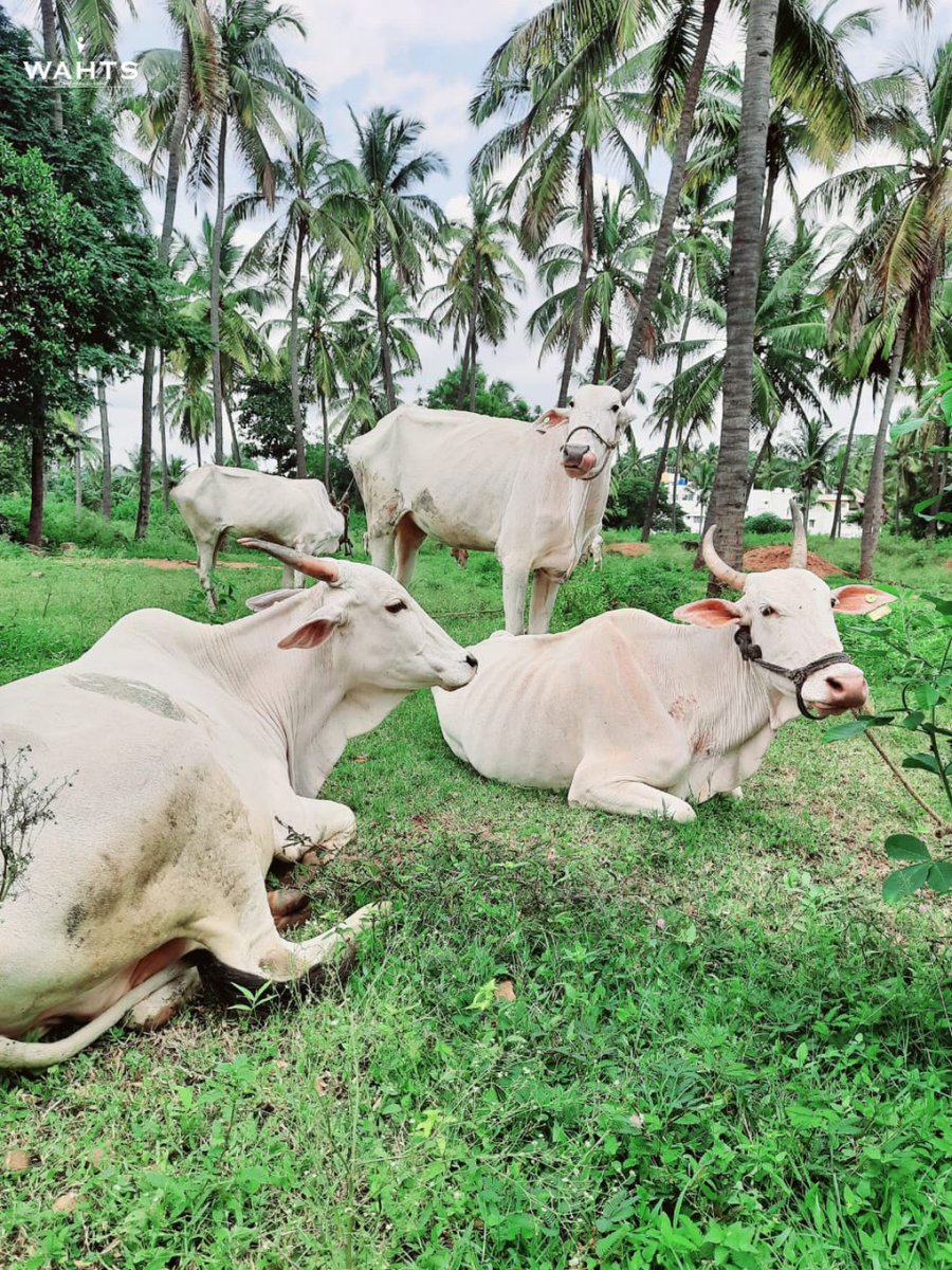 wahtsfoundation's tweet photo. We  must  study  literature  that  focuses  on  the importance  of  the  cow.  The  youth  in  particular  in every  household  must  be  made  to  read  this. Importance and respect  for  the  Mother cow  must  be  promoted  among the  children. https://t.co/mtsVq4WBhp