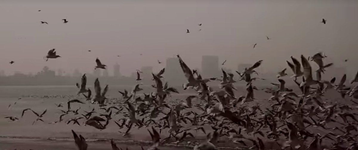 Paddleandcanoe's tweet image. Right out of the #parinda frame, #ClassOf83 is pure nostalgia trip. 
Smart flick, short &amp;amp; smooth! 

@NetflixIndia #Classof84 in the offing?

@sabharwalatul  #powder &amp;amp; #aurangzeb were cracker, this is single malt smoothness!

Waise alag copuniverse chal raha hai aapka! Keep at it!