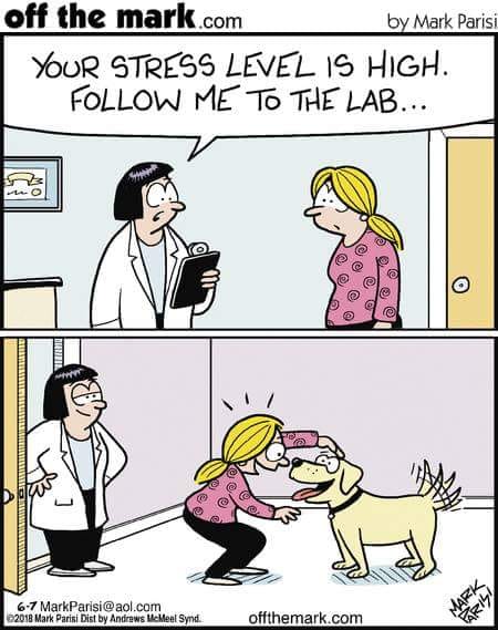 youngveterinary's tweet photo. We have on site lab's at both our #Ealing & #Hounslow surgeries - Although not quite as fun than this one! 🤣 🤣 #LifeWithALab #Labrador #smiles https://t.co/CkaY1705bl