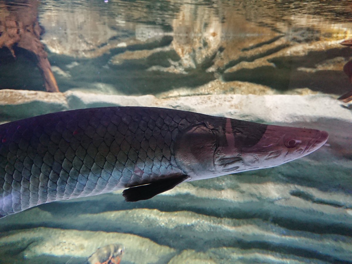 七瀬みつ 川崎水族館行ってきた ピラルクとかアロワナとかあつもりにいるあいつらみてきた 淡水魚しかいないのでペンギンとかイルカはいないんだけどカピバラさんはいたよ ピラルクカレー フライがピラルクだと思ってたんだけどどうやらピラルクは 七瀬みつ 川崎水族館行ってきた ピラルクとかアロワナとかあつもりにいるあいつらみてきた 淡水魚しかいないのでペンギンとかイルカはいないんだけどカピバラさんはいたよ ピラルクカレー フライがピラルクだと思ってたんだけどどうやらピラルクは
