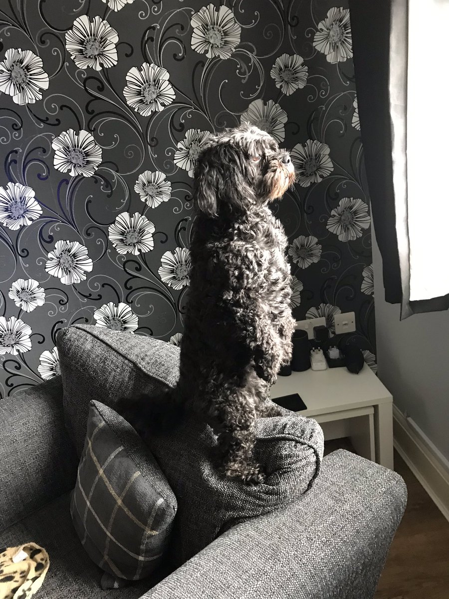 I’m not a Cavapoo, I’m a Meerkat!