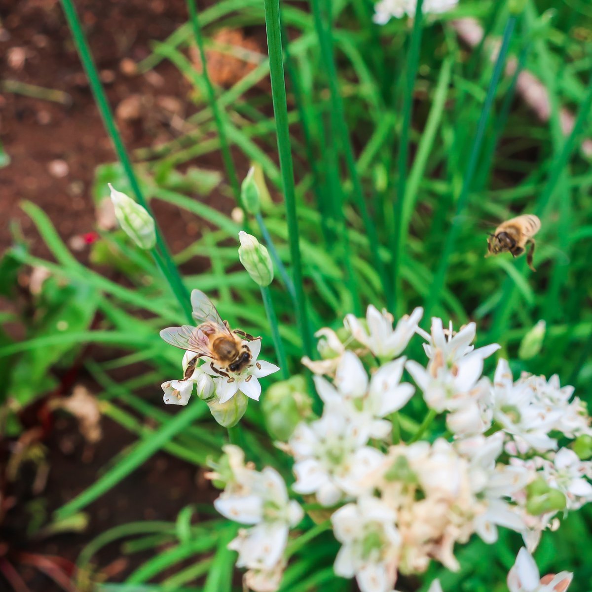 SprawlKitchen's tweet image. The Honey Bees are making the most of the flowers on our Garlic Chives! It's always nice to see these little fellas enjoying our Sprawl Garden as much as we do. #SaveTheBees