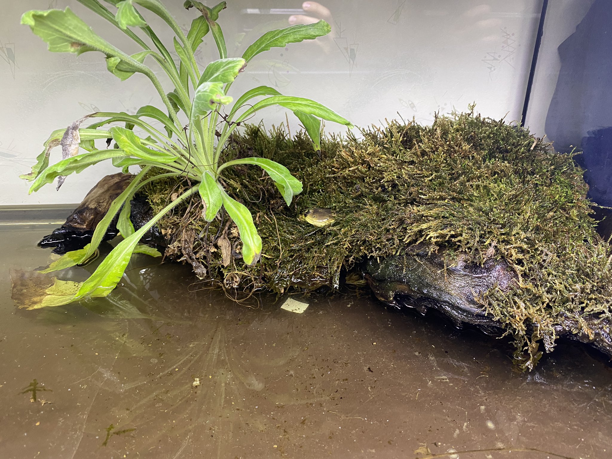 鰐 Wani En Twitter 土敷いて苔植えると土に潜ってレイアウト破壊されるから 流木に苔活着させて陸地にしたら破壊されんやろ と思って陸地を作った結果 T Co Elpesefesp Twitter