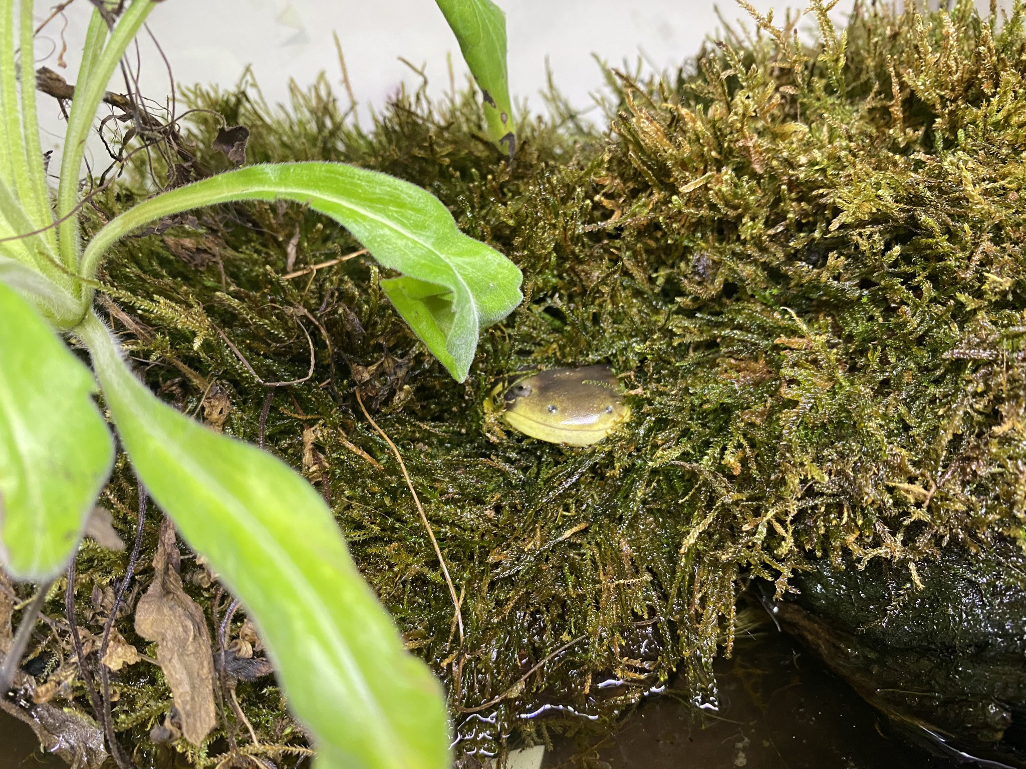 鰐 Wani En Twitter 土敷いて苔植えると土に潜ってレイアウト破壊されるから 流木に苔活着させて陸地にしたら破壊されんやろ と思って陸地を作った結果 T Co Elpesefesp Twitter