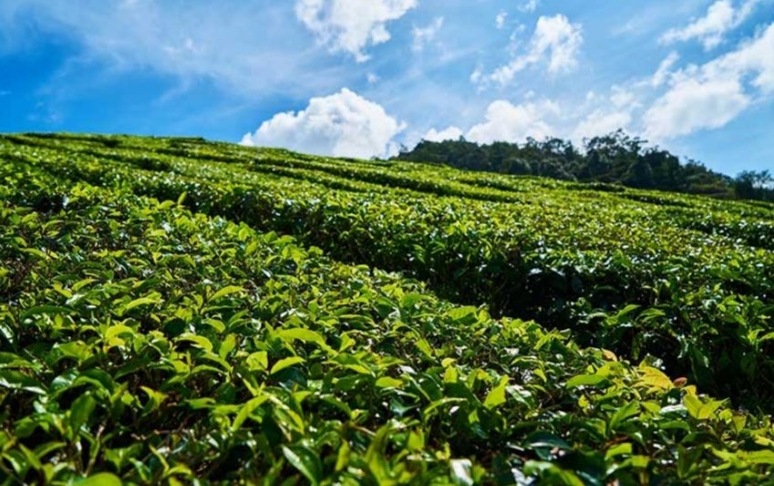 Tea industry needs to take advantage of high fin literacy, largest<35 popln, increasing level of education/technology/connectivity - all fuels for growth.

Needed innovative ways of branding, packaging, marketing, delivery, promotion to realise better price &amp; sustainable growth.