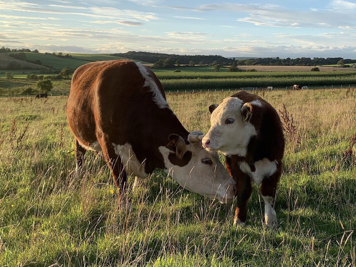 kileekie's tweet photo. A mother’s love. One of our heifers, Kileekie Julia, with her first calf, now 3 months old - K. Julian. Bull anyone? #UKHerefords #traditionalherefords #OPherefords #nativecattle #PastureforLife https://t.co/x9v1OggxI2