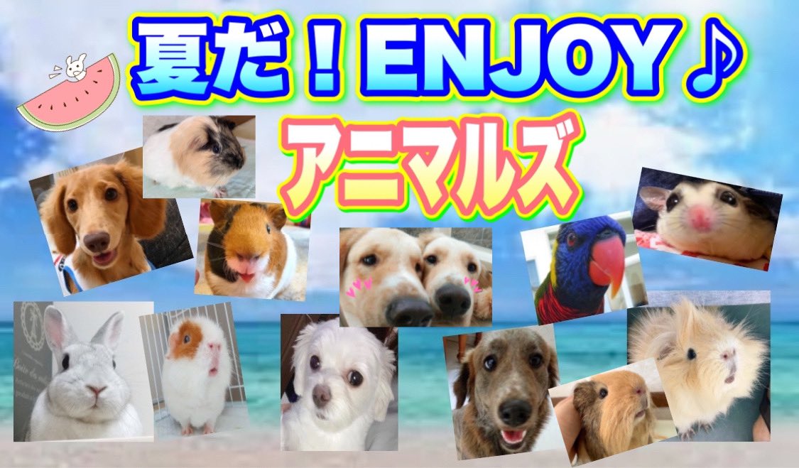 ageha5050's tweet photo. 【初企画！！】夏！満喫ペット達　前編！　動物もみんな夏を思いっきり楽しもう♪ 

https://t.co/9q7idgL9kb 

いろんな方のペットが夏を満喫している動画を作りました💕😍💕

#モルモット #ミックス犬　#フクロモモンガ　#ゴシキセイガイインコ　　
#スイカ　
#夏満喫 https://t.co/MBV3V4MDcb