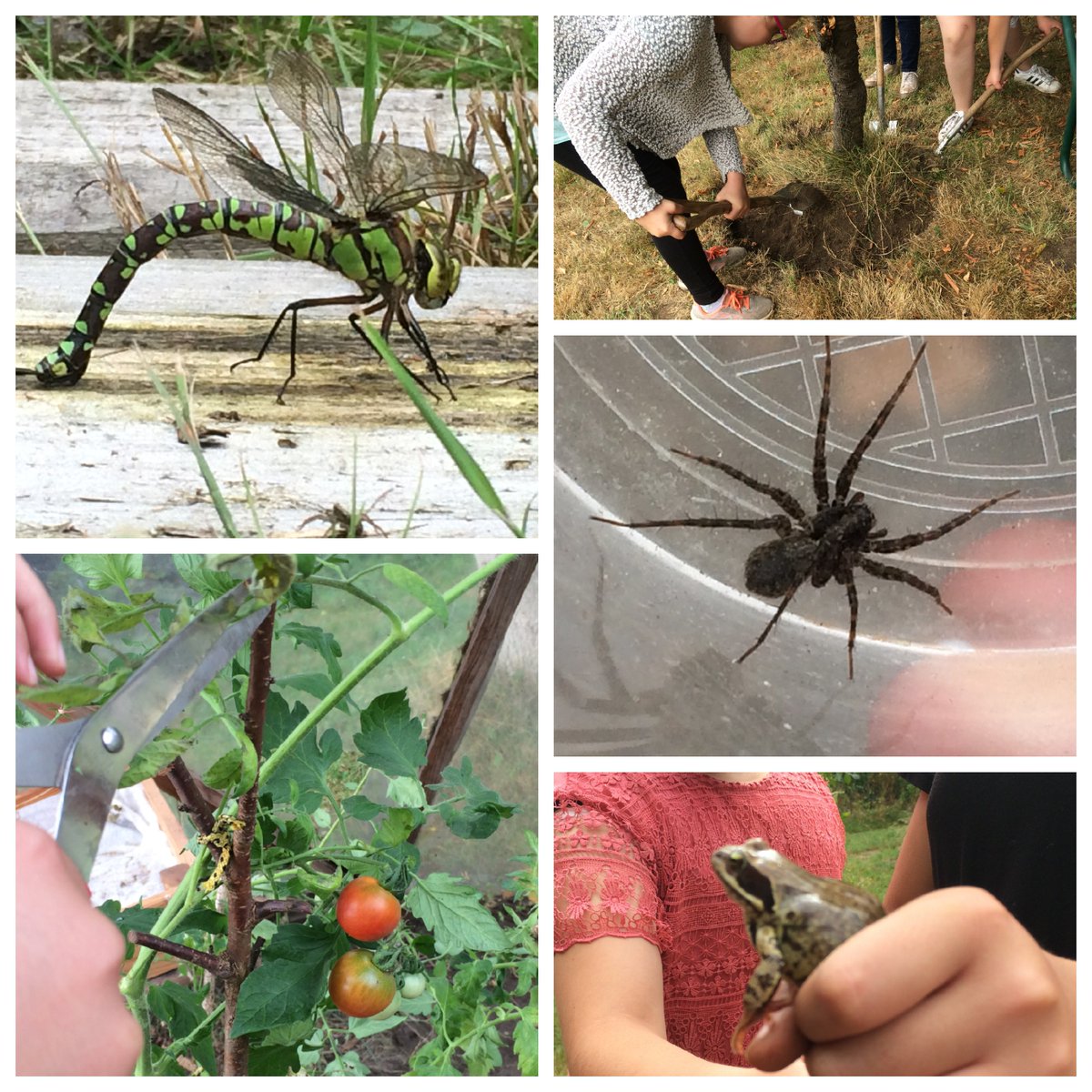 Steinschule NMS tweet media