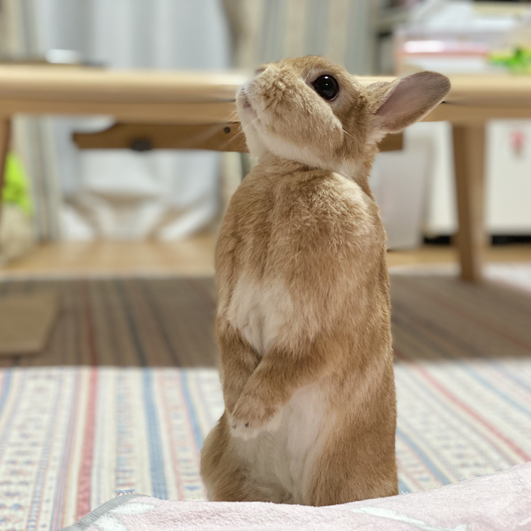うさぎのランとコナンとシェリー على X: 