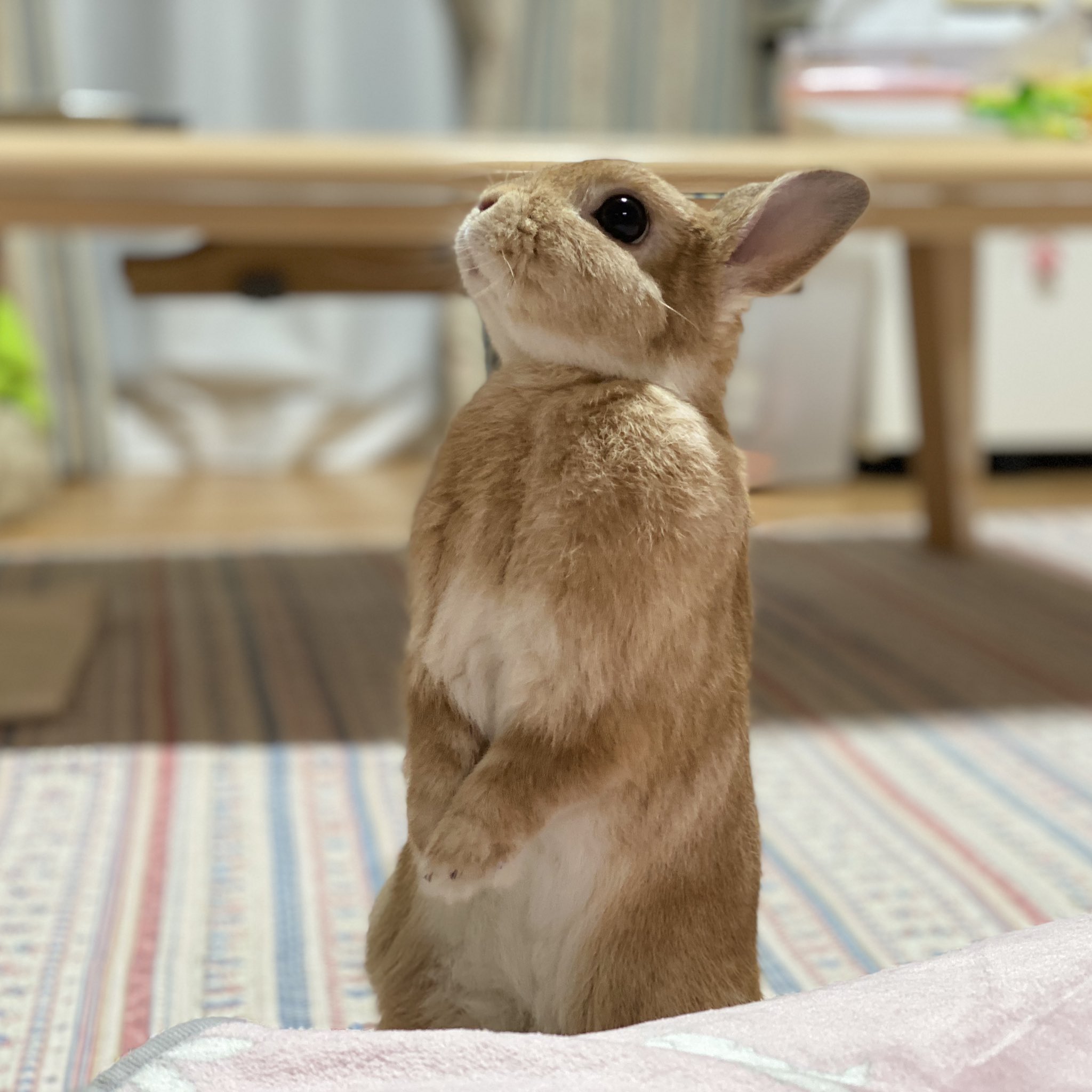 うさぎ うさちゃんシューズ｜ウサギがいる｜CUNE ONLINE STORE