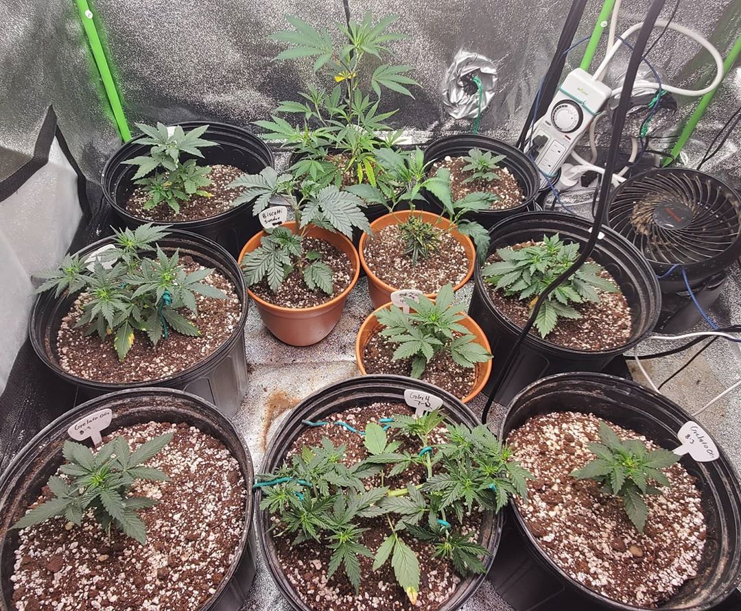 aphid_s's tweet photo. Good morning! These mostly autos are the only plants left in the garage!  Harvest went great last night.

#cannabis #420 #weedcommunity #cannabiscommunity #cannabisculture #dank #ganja #highlife #highsociety #marijuana
#maryjane #stoner #weed #weedporn #WeedLovers #thc ... https://t.co/vtVvjeBbUR
