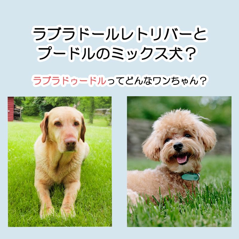コジマ通信販売オンライン 公式 ラブラドゥードルって知ってますか 正解はラブラドールレトリバーとプードルのミックス犬 です ラブラドゥードルというミックス犬が生まれたのは 動物アレルギーを持つ人のための盲導犬にしたい という背景があった