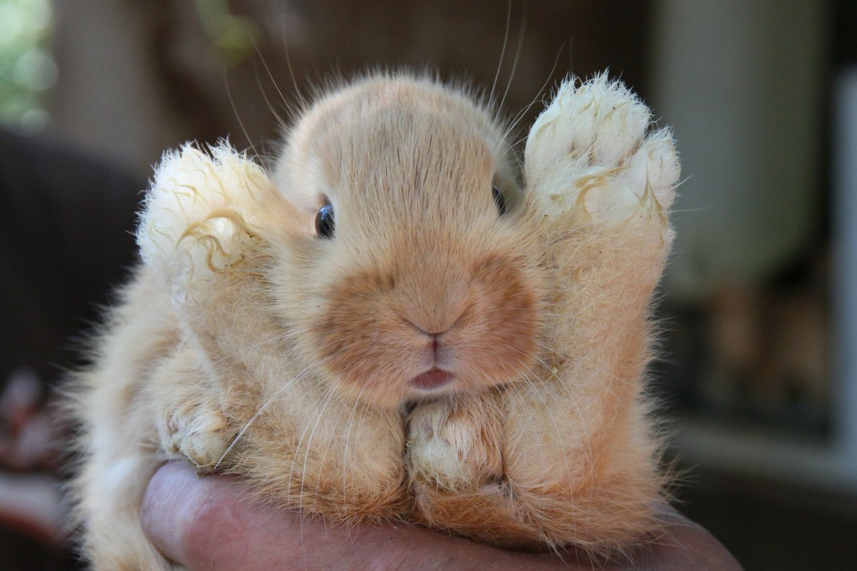 Dragon_Vets's tweet photo. Today is the end of Rabbit Awareness Week. We hope you have enjoyed the tips and facts!
As always we love to see your pet pics so please feel free to share in the comments!
#raw2020 #rawfest2020 https://t.co/sCssYFhseO
