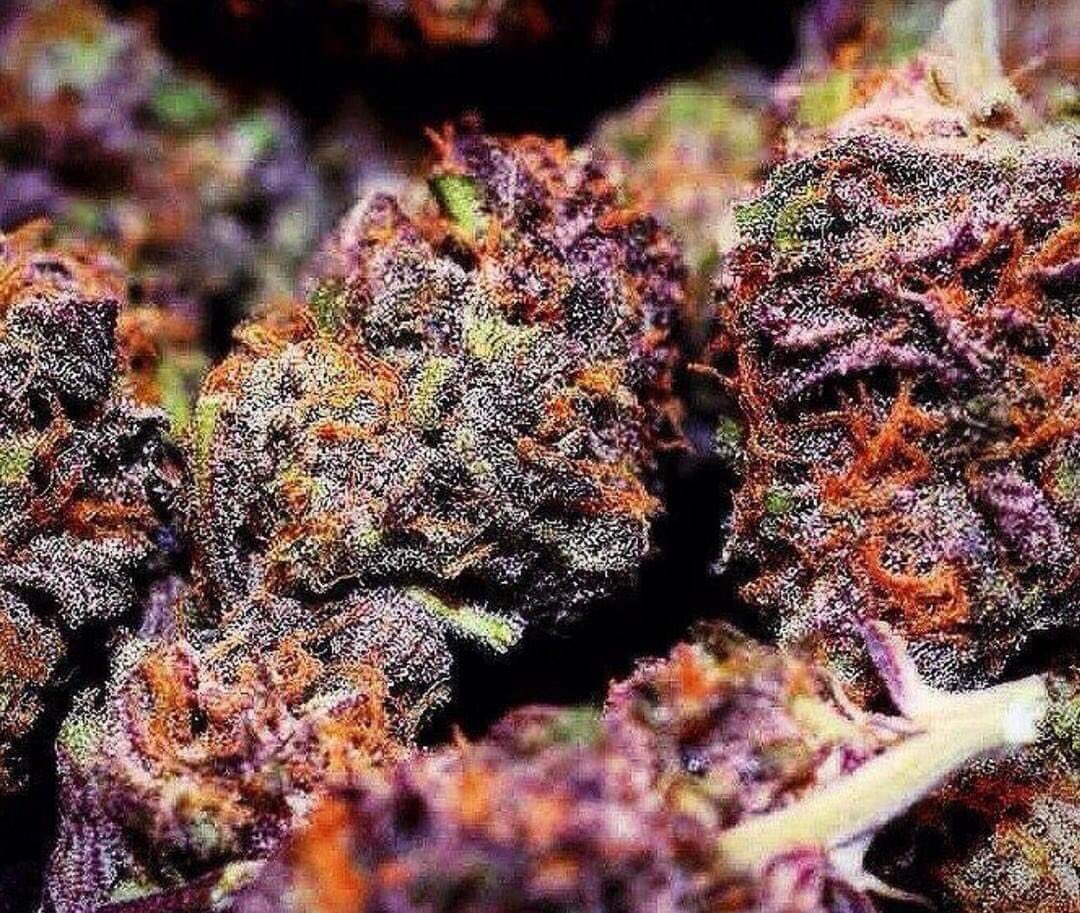 MatsVapes's tweet photo. All about top shelf exotic strains #cannabis #cannabiscommunity #weed #marijuana #cbd #thc #cannabisculture #weedporn #hightimes #stoner #hemp #sativa #indica #ganja #maryjane #highlife #medicalmarijuana #life #kush #dabs #growyourown #highsociety #dank #smoke #smokeweedeveryday https://t.co/PjKsOkf6up