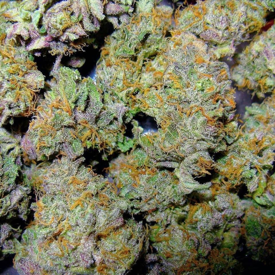 MatsVapes's tweet photo. All about top shelf exotic strains #cannabis #cannabiscommunity #weed #marijuana #cbd #thc #cannabisculture #weedporn #hightimes #stoner #hemp #sativa #indica #ganja #maryjane #highlife #medicalmarijuana #life #kush #dabs #growyourown #highsociety #dank #smoke #smokeweedeveryday https://t.co/PjKsOkf6up