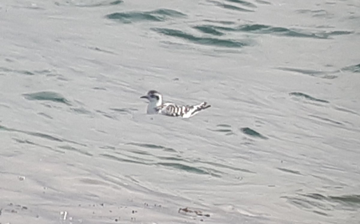 Juv Little Gull in the bay 😍
#CaithnessBirds #TeamGull