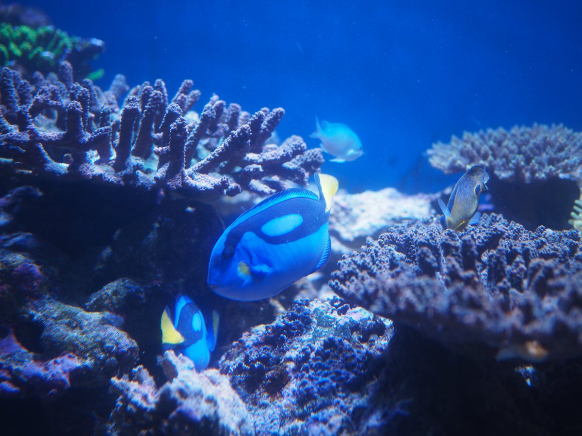 myougaboshi's tweet photo. 50単トレーニング～水族館編～

暗い、速い、反射するでやはり水族館は高難易度……

camera:OLYMPUS O-MD E-M10 MARK2
lens: M.ZUIKO DIGITAL 25mm F1.8
#写真
#カメラ
#OLYMPUS
#キリトリセカイ
#ファインダー越しの私の世界
#カメラ好きな人と繋がりたい 
#写真好きな人と繋がりがたい https://t.co/iQn0UbHUR6