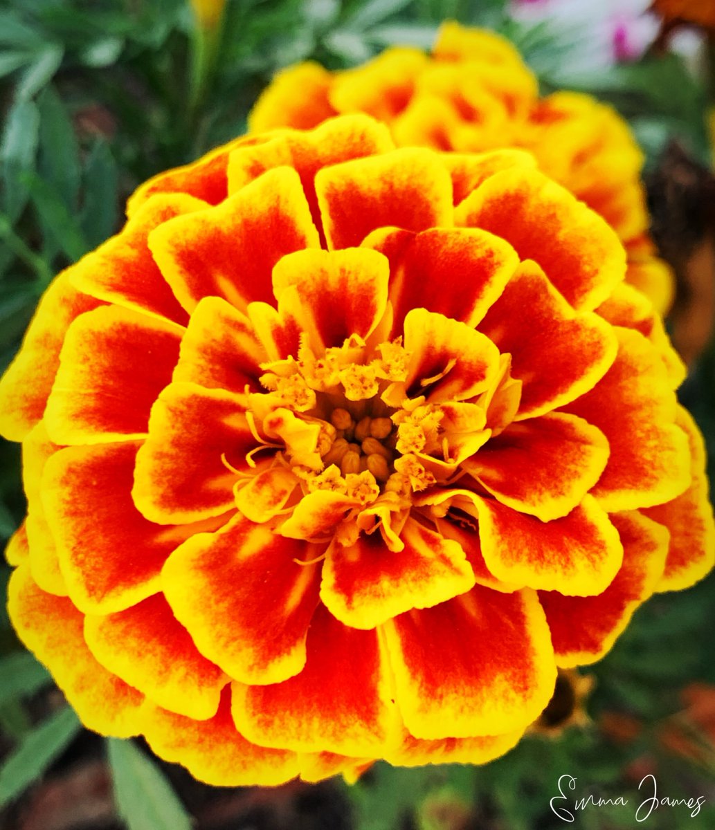 rootedaesthetic's tweet photo. #petalpower #fullbloom #summerflowers #flowerphotography #flowerphoto #flowercaptures #photographer #vibrant #beautifulflowers #loveflowers #photographers #amazingnature #gardenlove #flowergarden #nature_perfection #natureshot #instabeauty #hobbyphotography #allkindsofnature https://t.co/xsRb4Faw9m